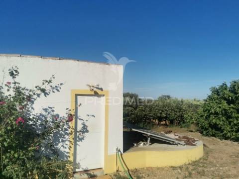 Quinta t5 com pomar em beja