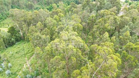 Terreno misto com 4150m2 em telões - amarante