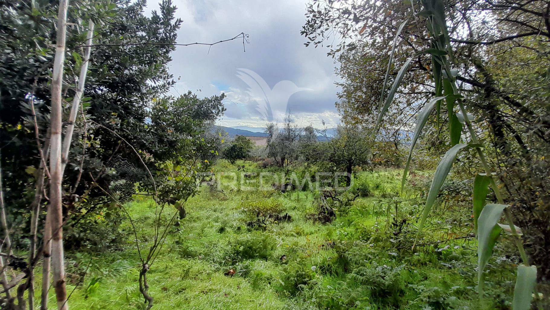 Terreno urbano em tortosendo