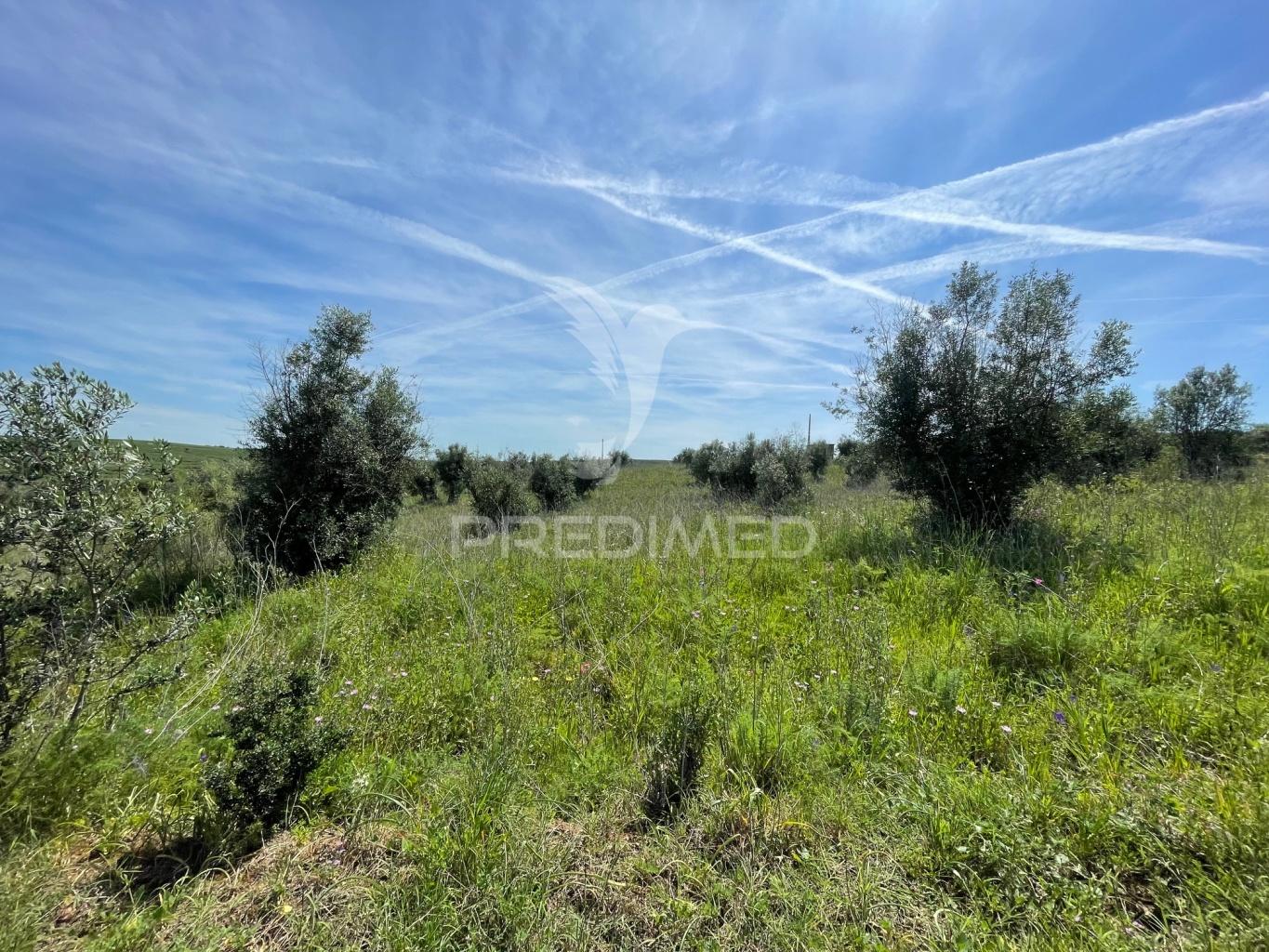 Terreno perto da vila de avis