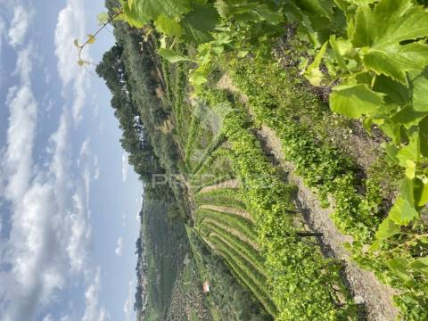 Quinta no alto douro vinhateiro