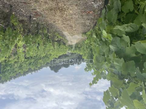 Quinta no alto douro vinhateiro