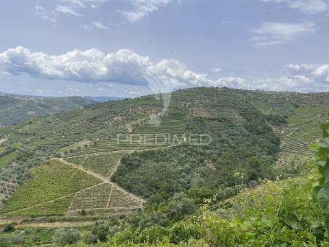Quinta no alto douro vinhateiro