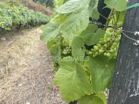 Quinta no alto douro vinhateiro