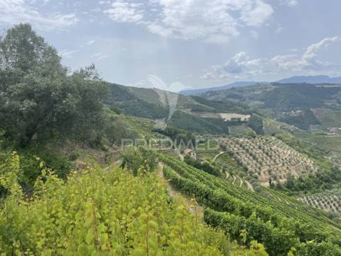 Quinta no alto douro vinhateiro