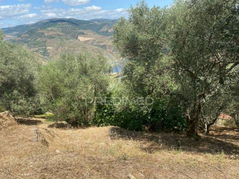 Douro vinhateiro