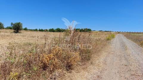 Terreno agricola com oliveiras