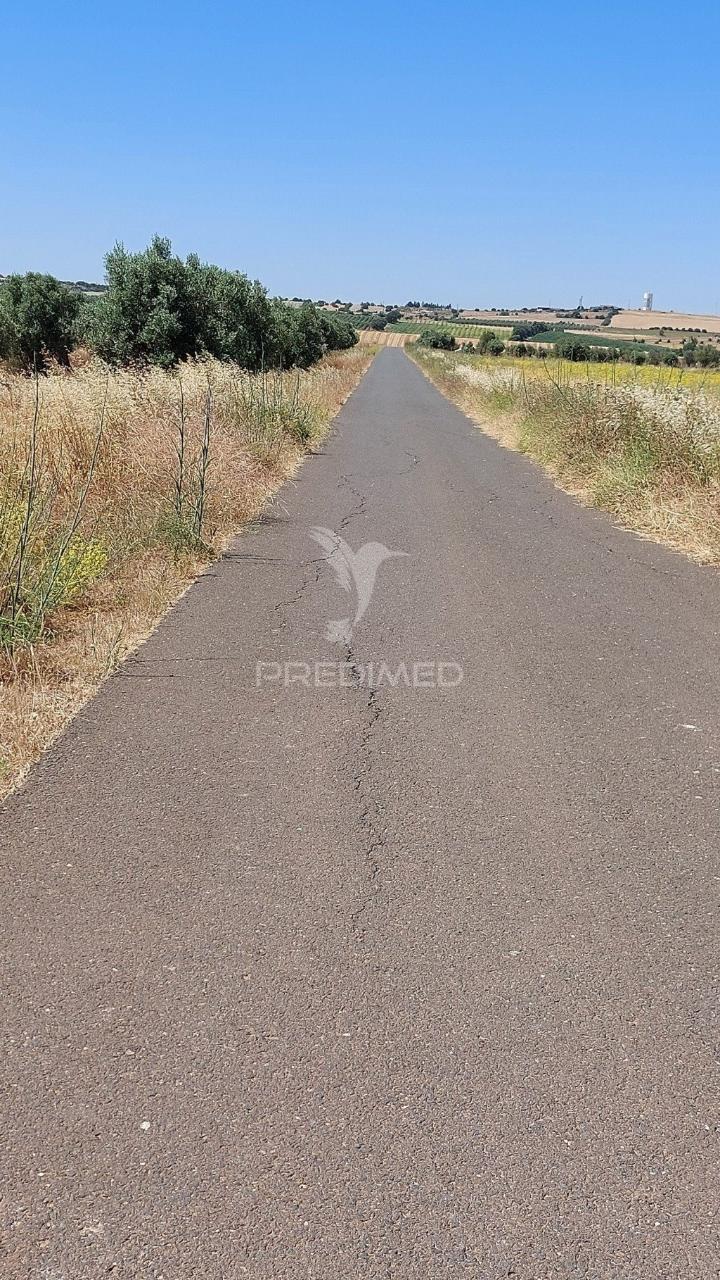 Terreno agricola com oliveiras