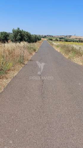 Terreno agricola com oliveiras
