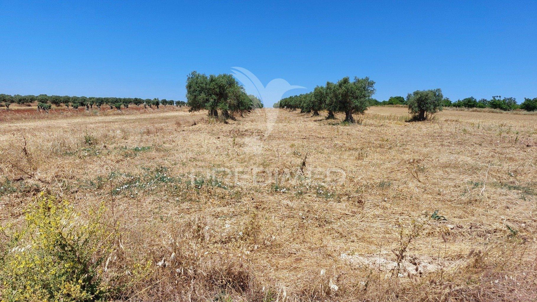 Terreno agricola com oliveiras