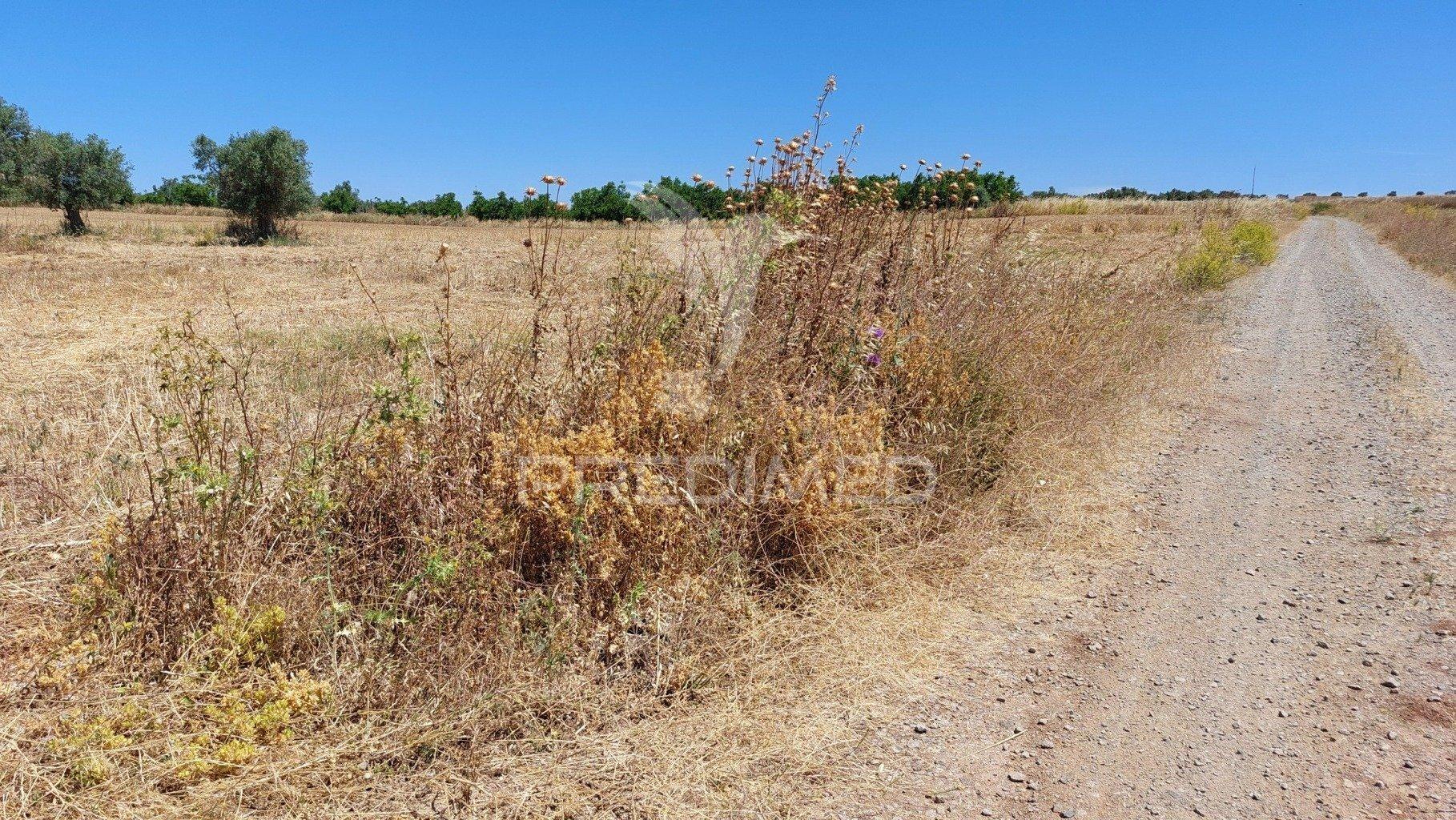 Terreno agricola com oliveiras