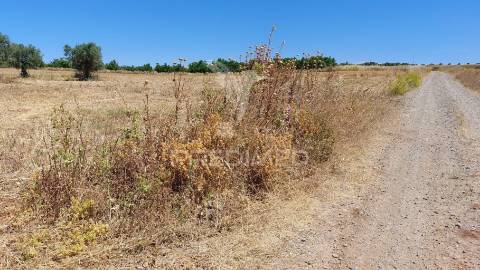 Terreno agricola com oliveiras