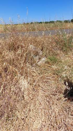 Terreno agricola com oliveiras