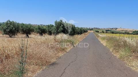 Terreno agricola com oliveiras