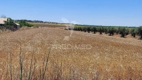 Terreno agricola com oliveiras