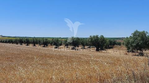 Terreno agricola com oliveiras