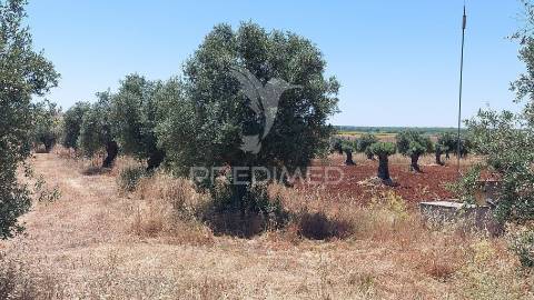 Terreno agricola com oliveiras
