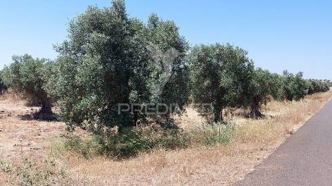 Terreno agricola com oliveiras