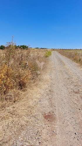 Terreno agricola com oliveiras