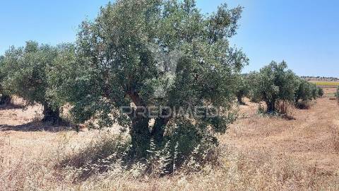 Terreno agricola com oliveiras