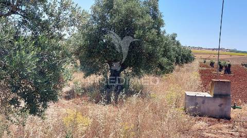 Terreno agricola com oliveiras