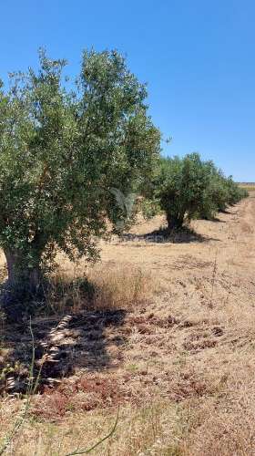 Terreno agricola com oliveiras