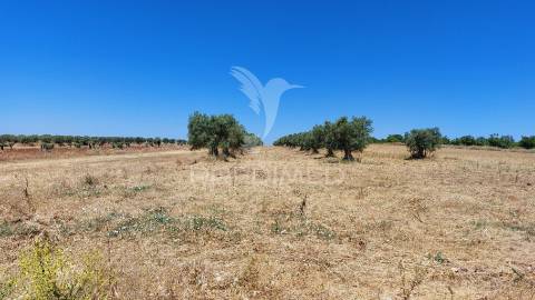 Terreno agricola com oliveiras