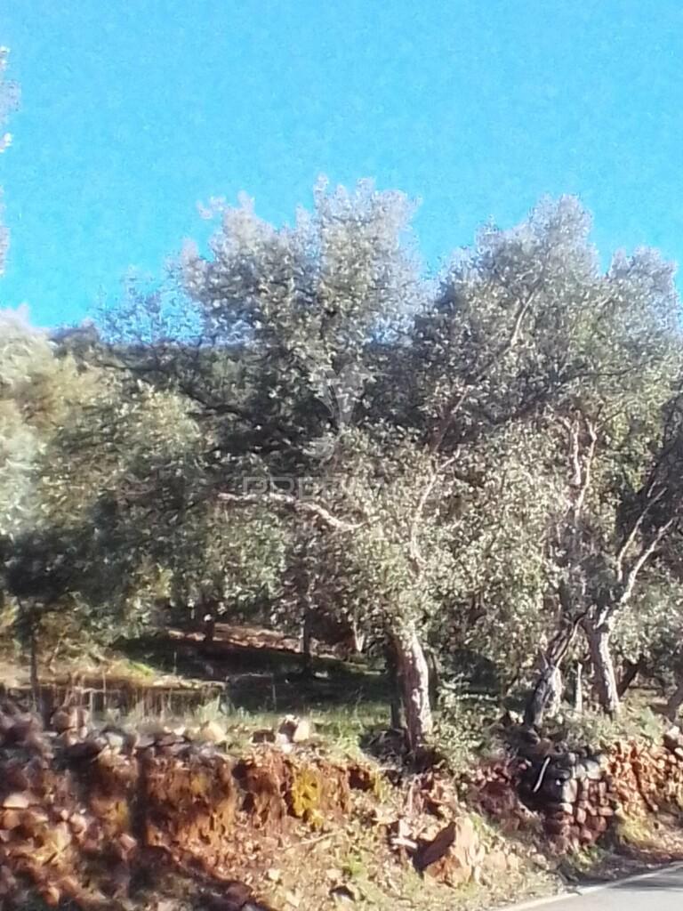 Terreno rustico em s. julião