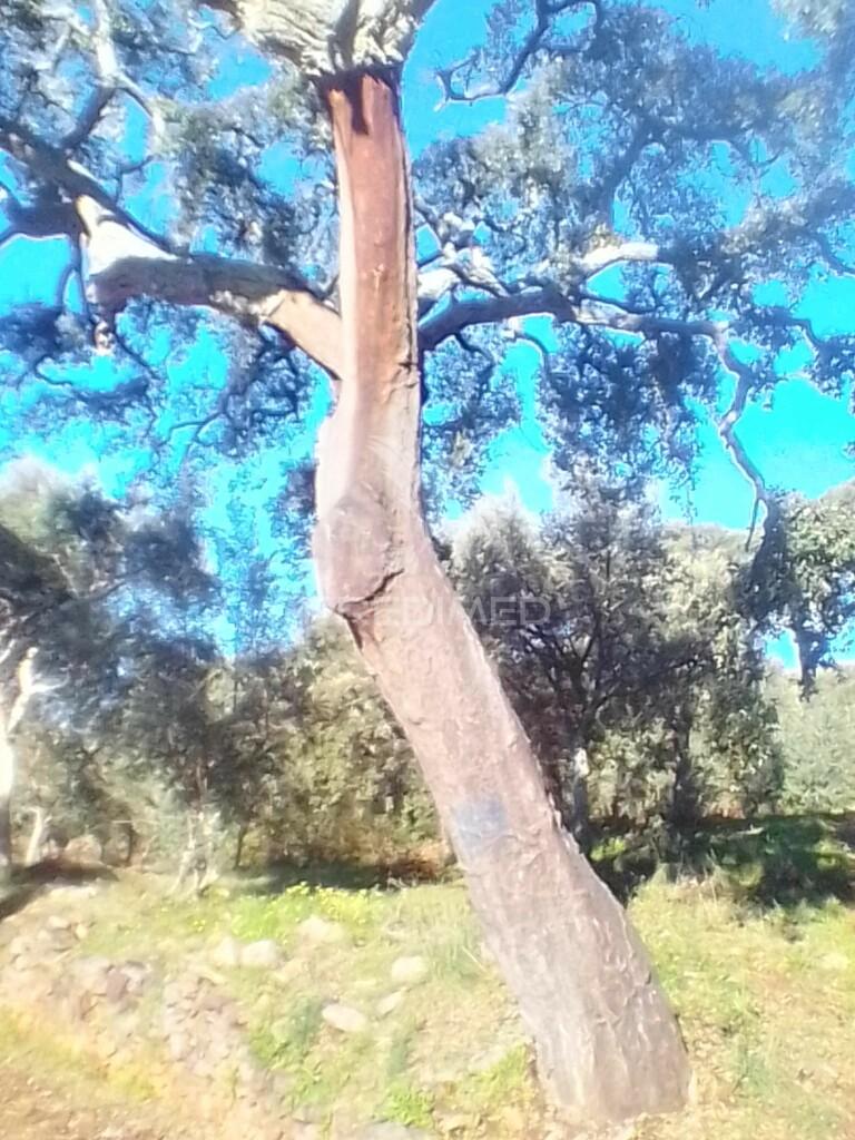 Terreno rustico em s. julião