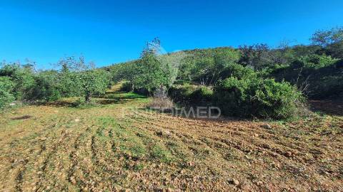 Terreno rustico em loulé com acesso directo da estrada