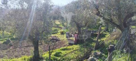 Quinta rural