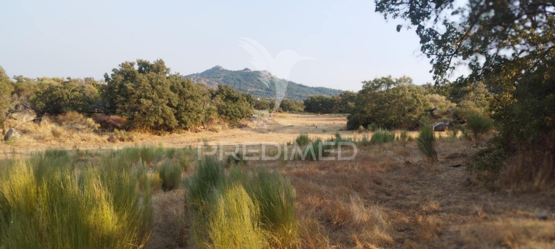 Terreno agricola