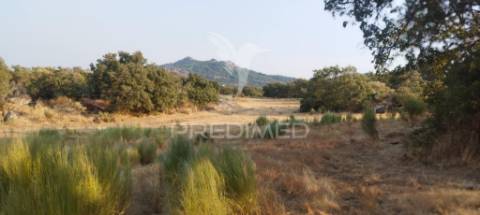 Terreno agricola