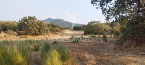 Terreno agricola