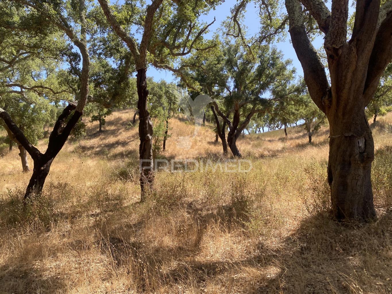 Herdade com 100ha em santiago do cacém