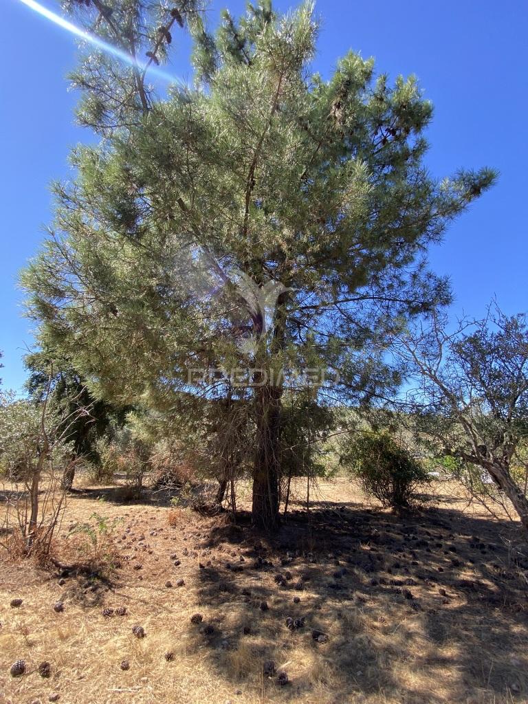 Terreno urbano com 5000mts2, em portalegre