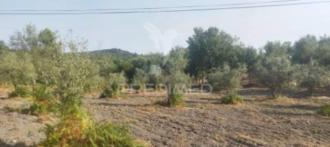 Quinta em galegos/marvão
