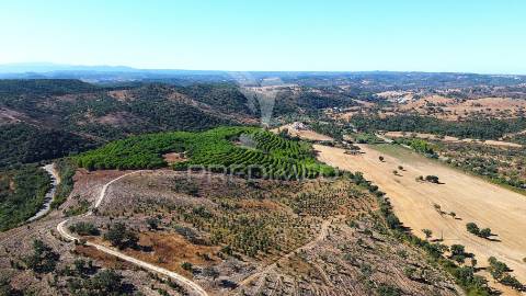Herdade com 625,77ha em odemira