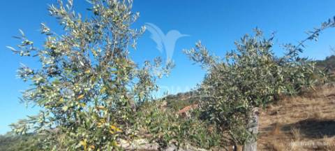 Terreno rústico à venda – com árvores de fruto, apoio agrícola e poço de água!