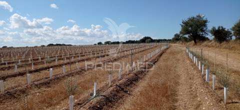 Olival super intensivo de 5,9ha à venda em cano- sousel