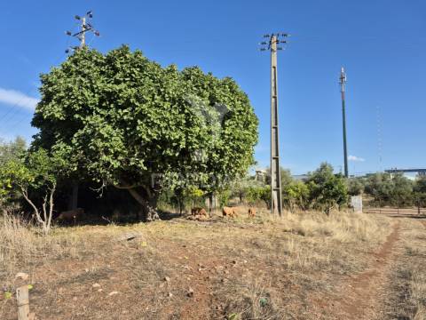 Terreno rustico
