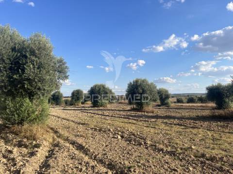 Terreno rústico em alfundão – 1,5 ha com água da edia e oliveiras antigas