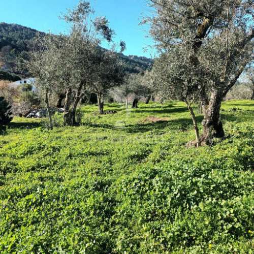 Quinta agricola