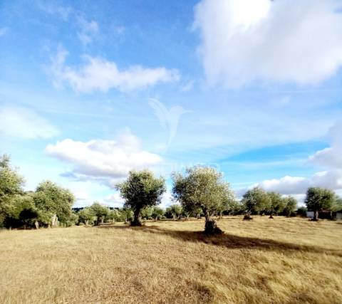 Monte alentejano