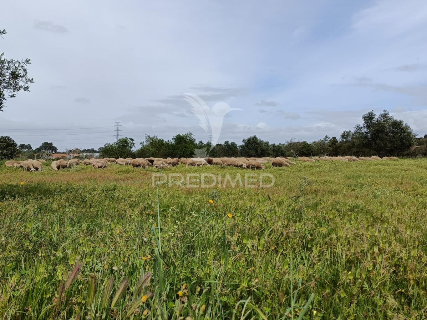 Terreno, duas frentes, com possibilidade de construção, palmela / quinta do anjo