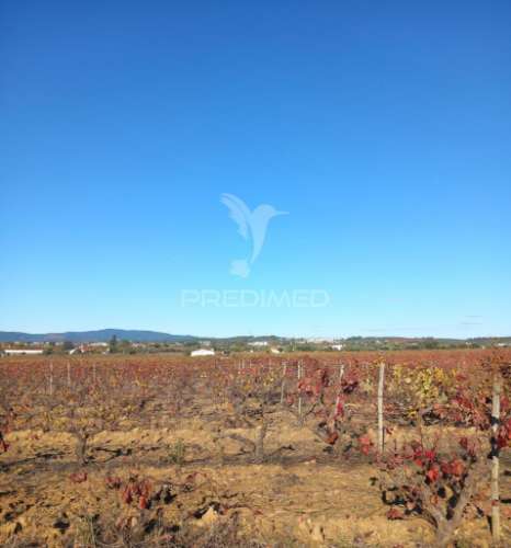 Quinta agricola