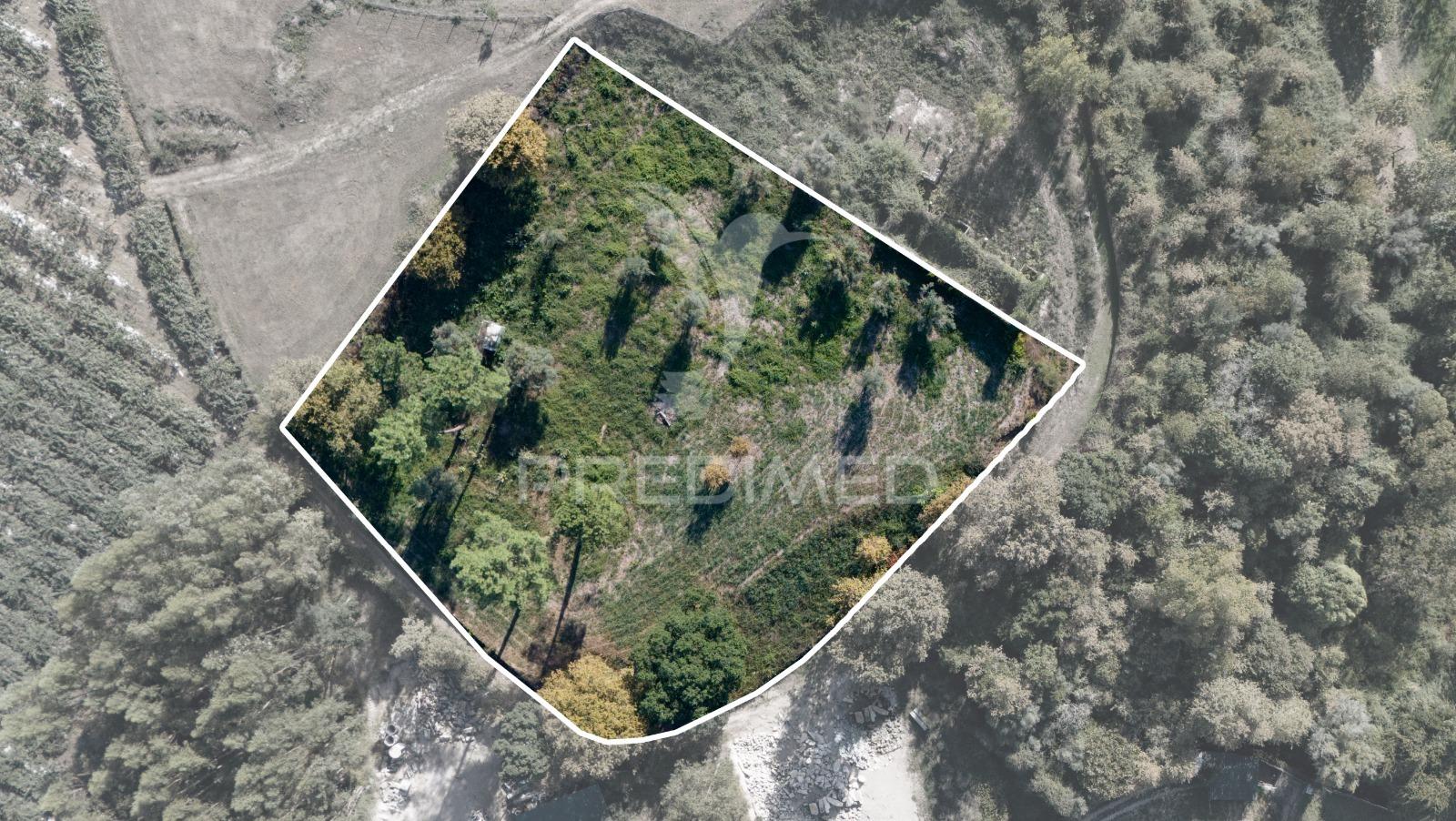 Terreno rústico com 5.272 m² — videiras e oliveiras | ambiente rural e tranquilo
