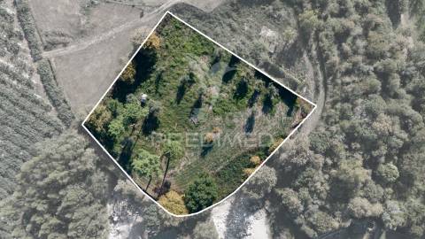 Terreno rústico com 5.272 m² — videiras e oliveiras | ambiente rural e tranquilo