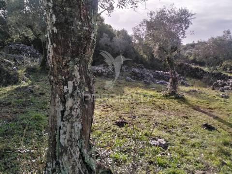 Terreno rústico vedado com olival produtivo