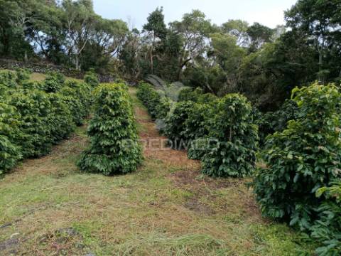 Terreno com viabilidade de construção na urzelina